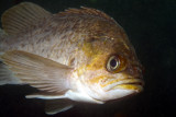 Corocoro Grunt, (Orthopristis ruber) 