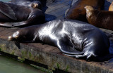 Basking In The Californian Sun