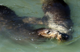 Sea Lions Kissing
