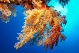 Orange Soft Coral 
