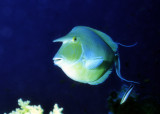 Unicorn Razorfish Eg95V.jpg
