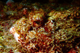 Scorpionfish