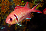 Soldierfish Inside Fire Coral Cave 
