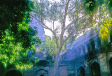 The Trees Inside The Red Fort