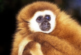 Old Brown Gibbon