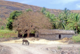 Donkey On A Typical Cape Verdean Landscape