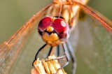 Eyes