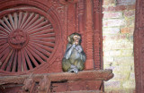 Expressive Monkey On Historical Building 