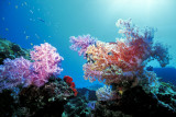 Soft Corals Deep 
