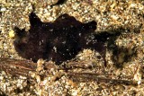 Minute Black Frogfish 