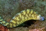 Yellow Moray Out 