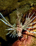 Young Lionfish 