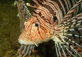 Lionfish Side 