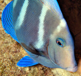 Blue Razorfish CU  