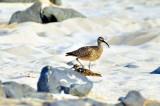 Whimbrel Couple