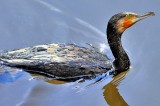 Inquisitive Cormorant