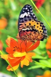 Butterfly Eating
