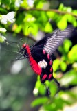 Red Monarch Landing