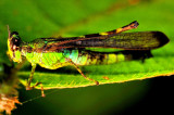 Colourful Borneo Grasshopper