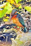 Thinking Kingfisher