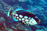 Clown Triggerfish 