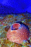 Barrel Sponge, with 1000 of Fish Behind