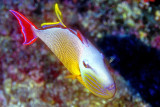 Redtail Triggerfish (Xanthichthys mento) Frontal