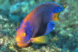 Japanese Angelfish (Centropyge interruptus) Male, Frontal
