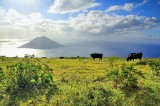 The Islands Cows