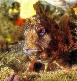 Blenny 