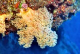 Orange Soft Coral 