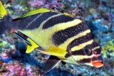 Morwong With Cleaner Wrasse 