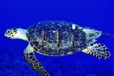 Hawksbill Turtle Eretmochelys imbricata