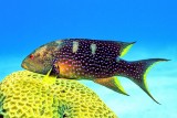 Lyretail Grouper on Brain Coral 