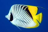 Threadfin Butterflyfish In the Blue