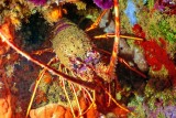 Lobster Outside Hole 
