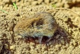 The Fields Mouse 