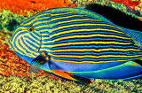 Striped Surgeonfish, Acanthurus lineatus at Night