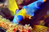 Queen Angelfish