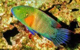 Broomtail Wrasse Cheilinus lunulatus