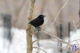 Central Park - Bird