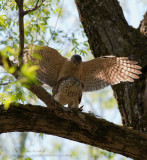 pervier de Cooper (m+f) / Coopers Hawk (m+f) 