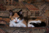 Chatte d'Espagne / Calico cat