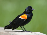 Carouge à épaulettes (m) /  Red-winged Blackbird (m)