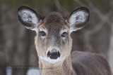 Cerf de Virginie / White-tailed deer