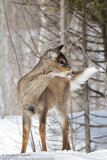 Cerf de Virginie / White-tailed deer