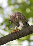 pervier de Cooper (juv) / Coopers Hawk (juv)