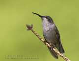 Colibri à Gorge Rubis (f) / Ruby-throated Hummingbird (f)