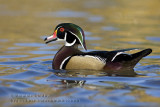 Canard branchu (m) / Wood Duck (m)