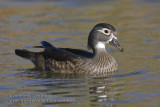 Canard branchu (f) / Wood Duck (f)